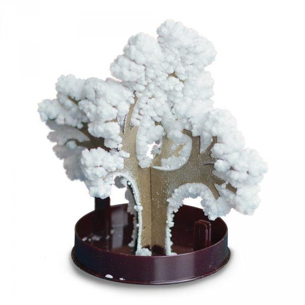 ds19730349_zimni_bonsai_bila_1