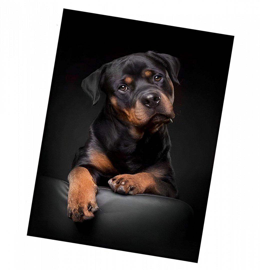 ds42565866_originalni_kusovy_koberec_120x160_cm_rottweiler_2